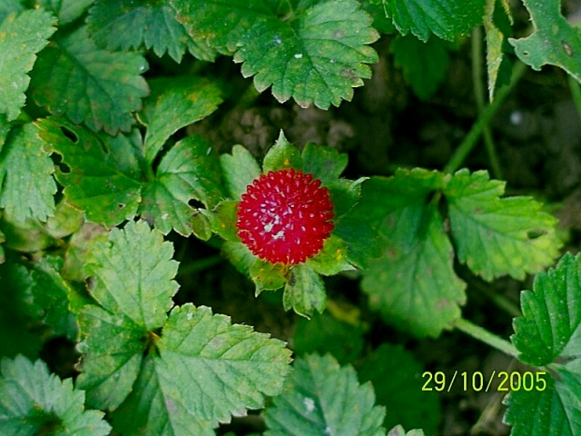 Potentilla indica (=Duchesnea indica) / Fragola matta